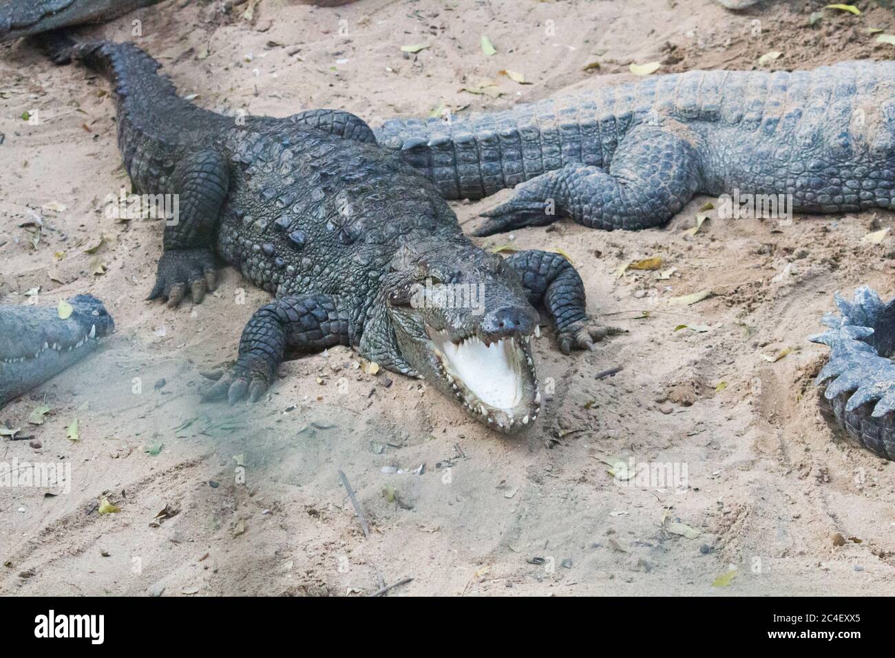 Krokodilmund öffnete sich liegend auf einer Oberfläche Stockfoto