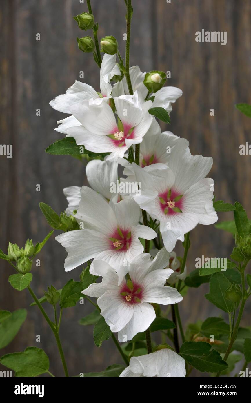 Nahaufnahme von Lavatera Barnsley Baby Flowers oder Tree Mallow Stockfoto