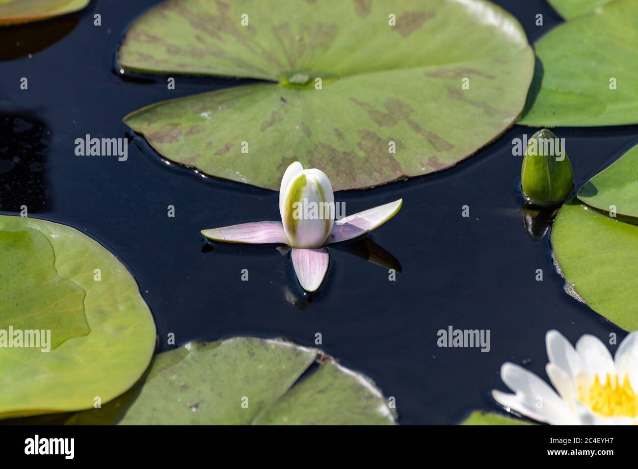 Nymphaea 'Marliacea Chromatella' Blütenknospe Stockfoto