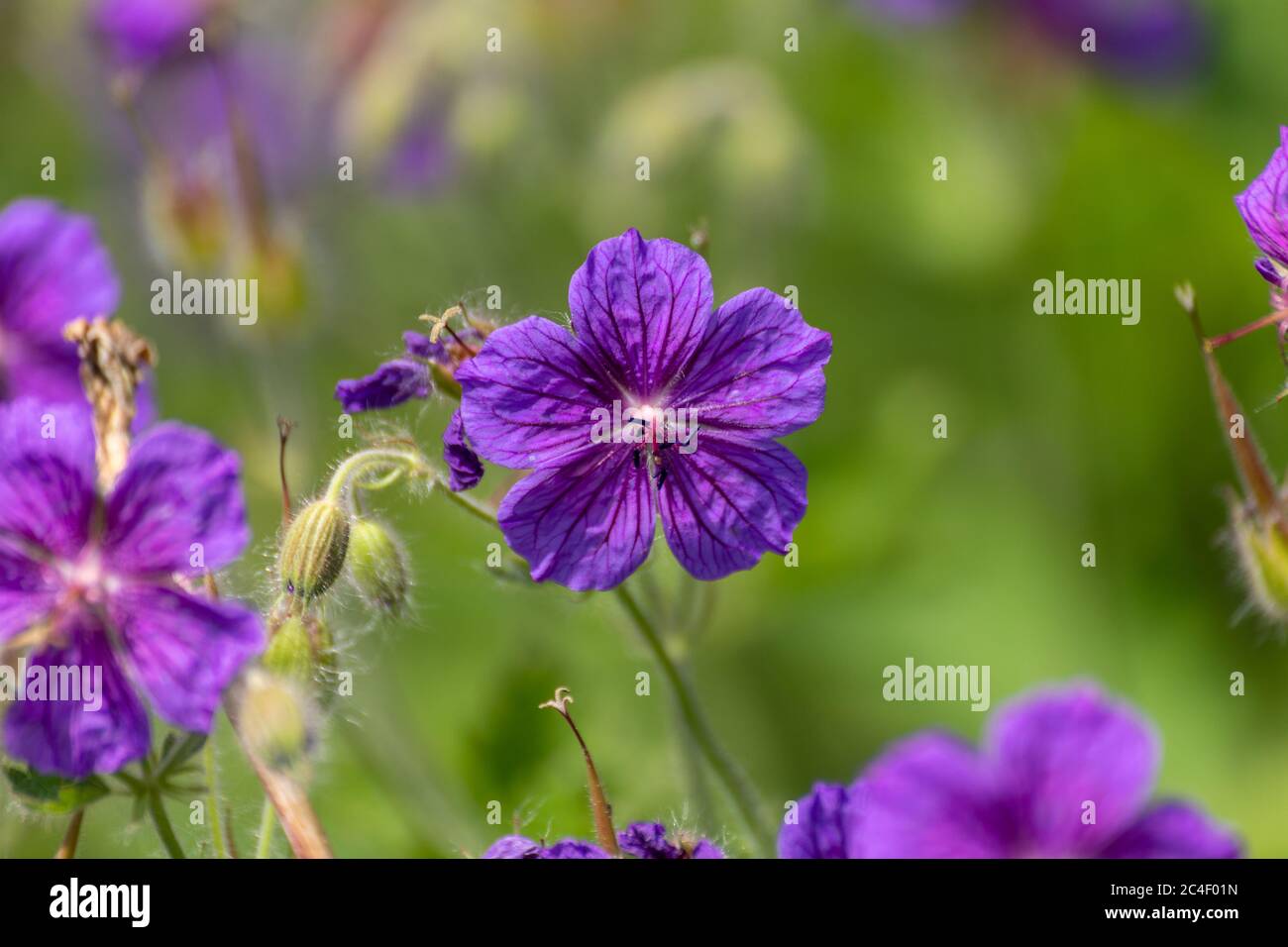 Tiefblaue Blume des Geranium platypetalum, allgemein genannt Drüsenschnabel oder breitblättrige Geranie Stockfoto