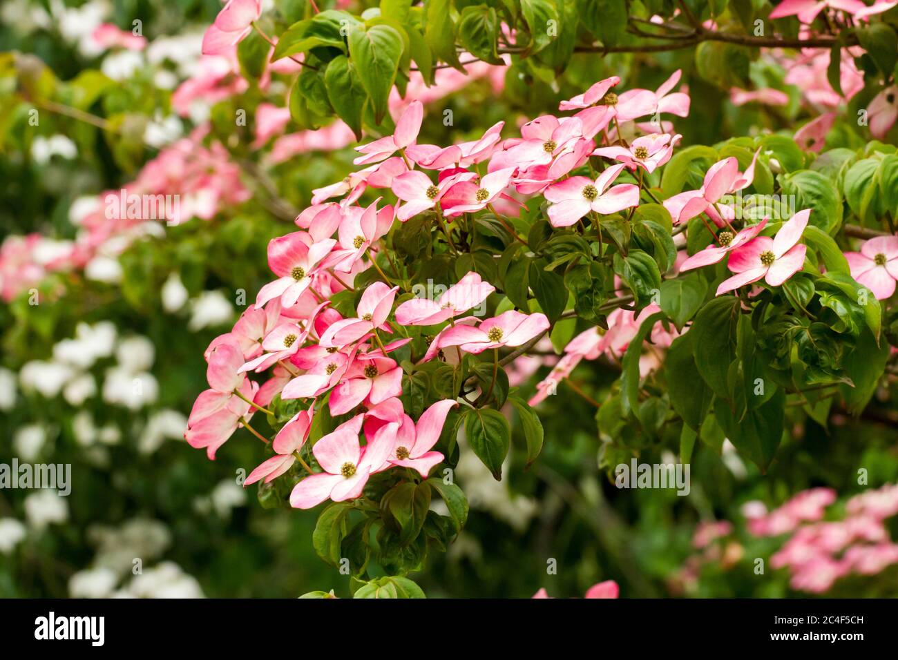 Blühende Dogwood Blumen, Cornus florida blüht im Frühsommer, England, Vereinigtes Königreich Stockfoto