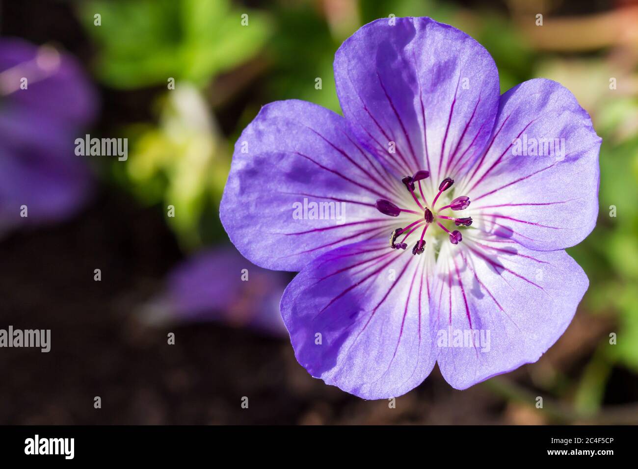 Geranium 'Azure Rush' Blume Nahaufnahme Stockfoto