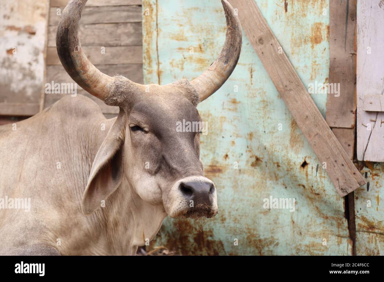 Große weiße Sindhi Rasse Stier mit langen Hörnern in einem Dorf in Tharparkar, Sindh. Diese Rasse ist von mittlerer bis großer Größe und haben weiße bis graue Haut. Stockfoto