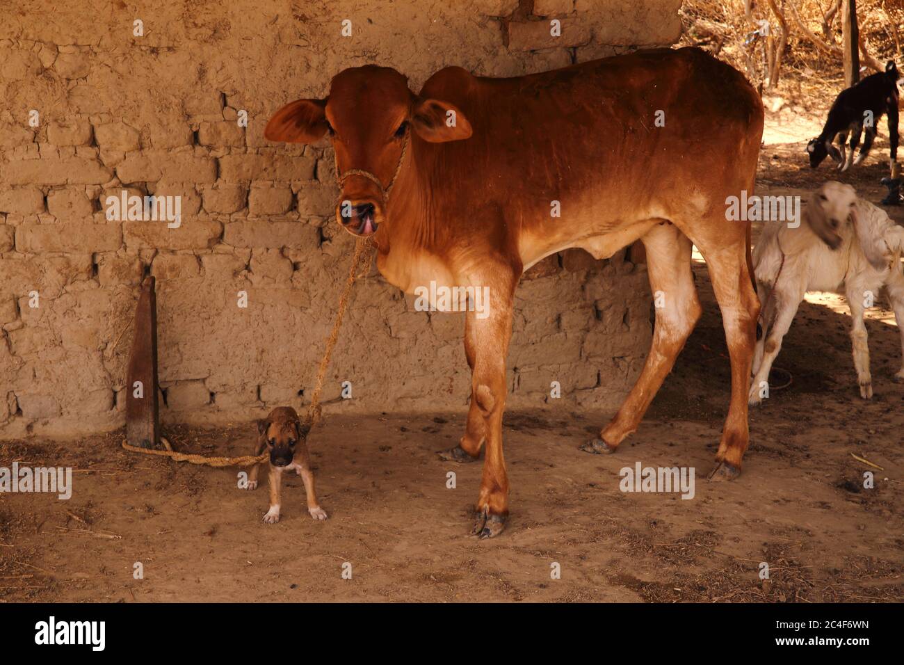 Beste Dorffreunde: Welpen und junge Kuh in der Nähe einer Backsteinmauer im Dorf in Tharparkar, Sindh. Ziegen auch in der Nähe gesehen. Stockfoto