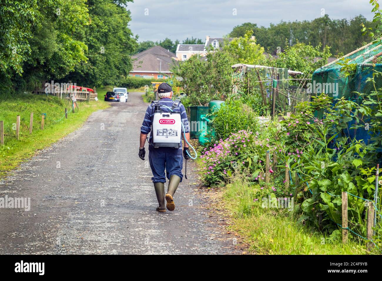 Mann mit Unkrautvernichtungsrucksack, der die Zufahrtsstraße bei Eglinton Growers Allotments, Kilwinning, Ayrshire, Schottland, Großbritannien, hinuntergeht Stockfoto