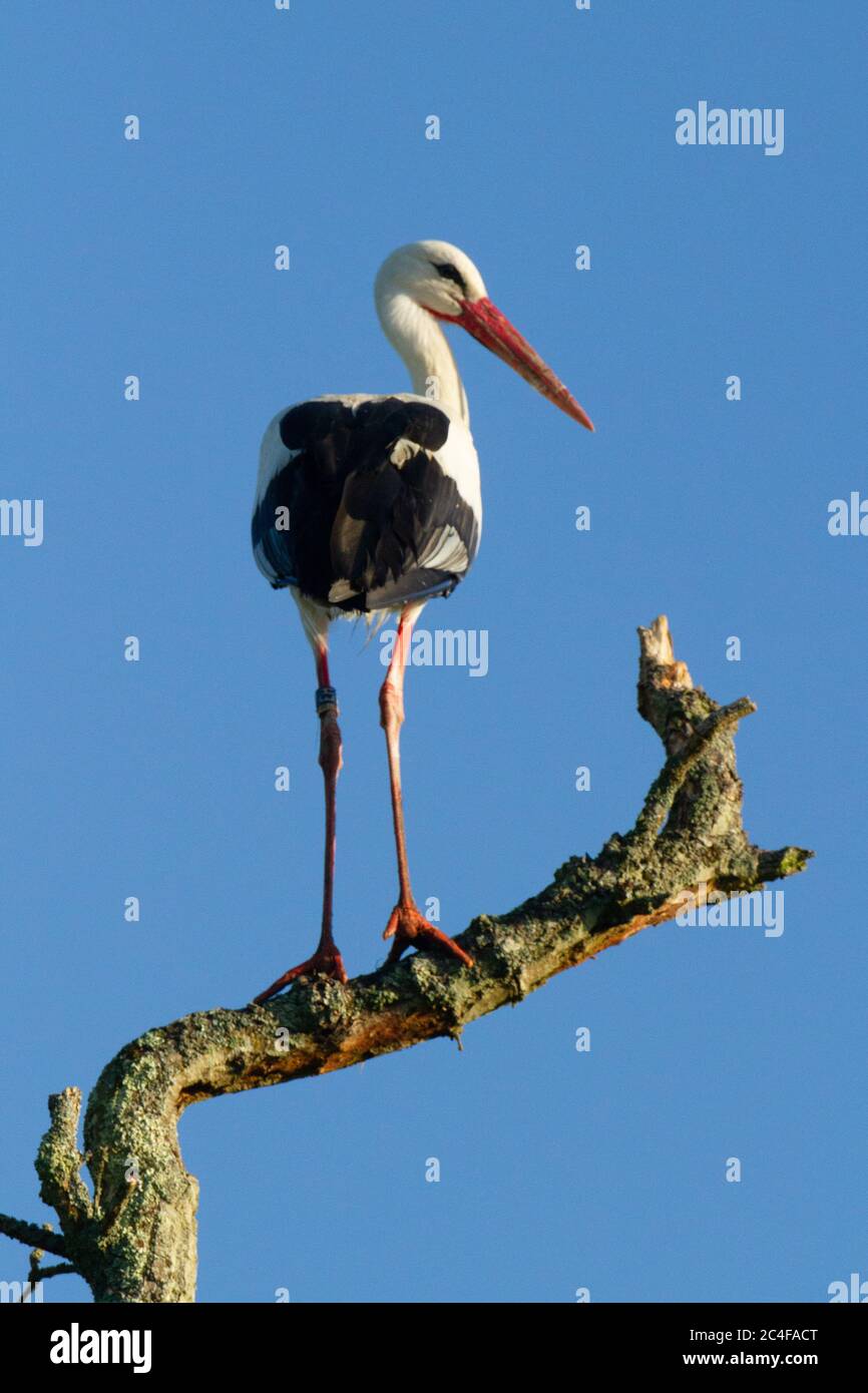 Störche (Cicconia cicconia) am Nest und im Flug.erste Weißstörche, die in Großbritannien SEIT 600 JAHREN nisten.Teil eines Wiederaufwildungs- / Wiederanlaufschemas bei l Stockfoto