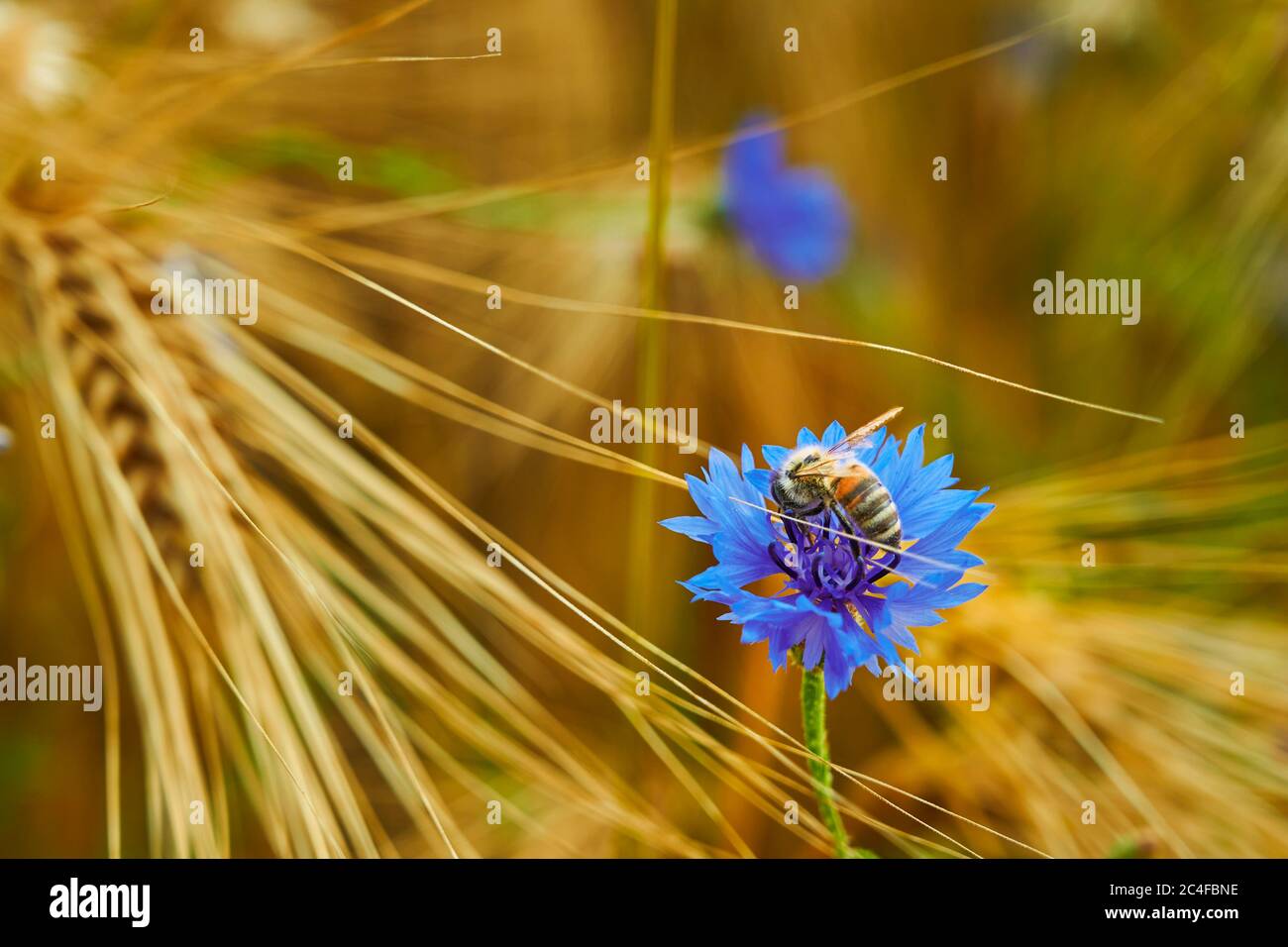 Makro von blauer Kornblume (Centaurea cyanus) in einem Getreidefeld mit einer Honigbiene auf der Blüte. Stockfoto