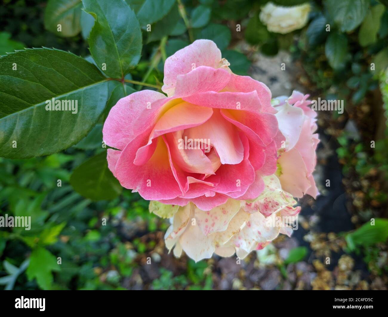 Zarte Knospe blühender Rosen der Sorte Cesar Stockfoto