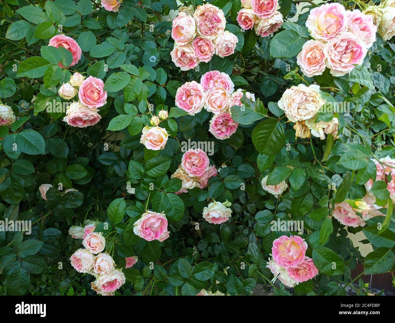 Bush mit zarten Knospen blühender Rosen der Sorte Cesar Stockfoto