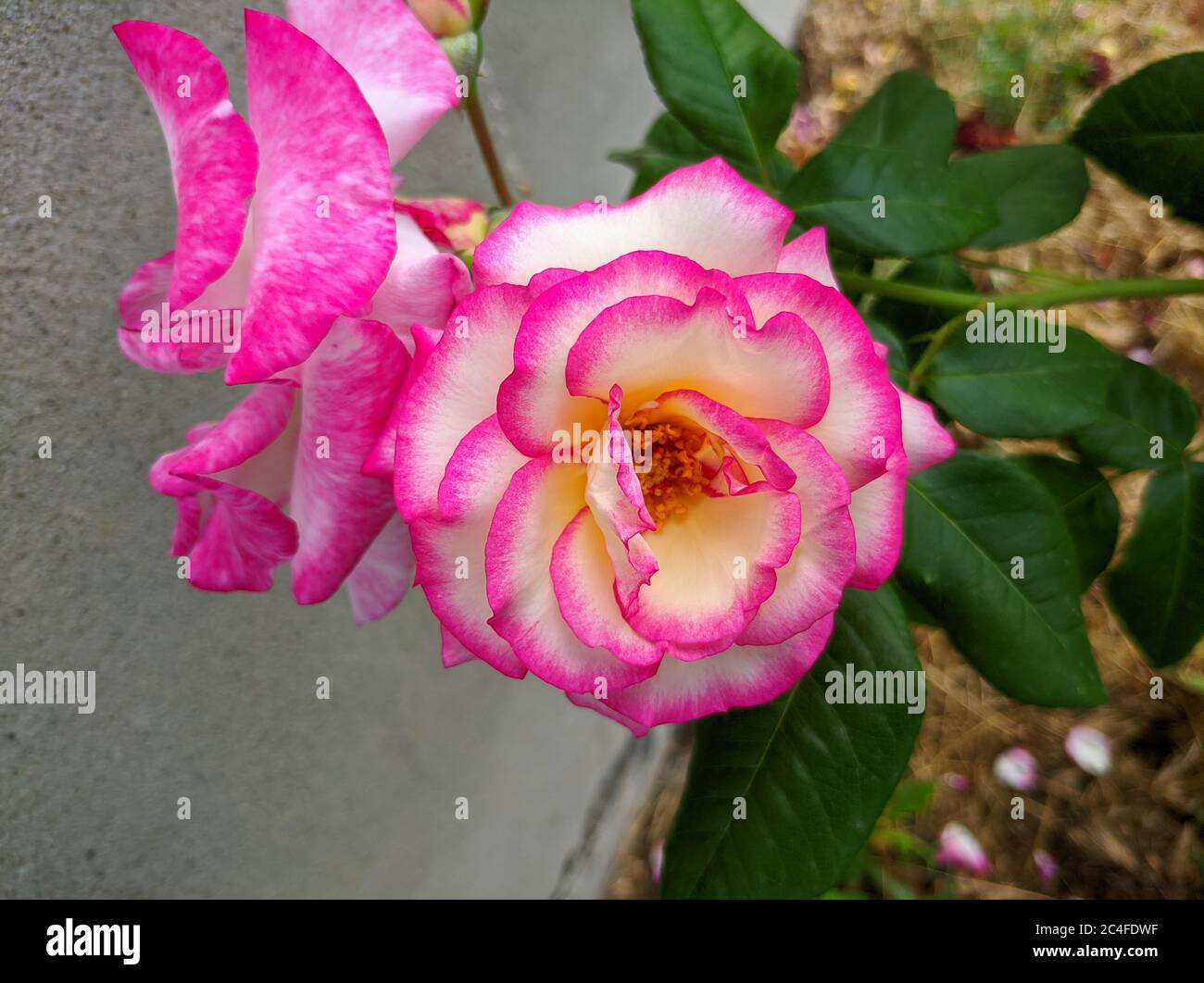 Zweifarbige Rose zarte Knospe mit leuchtend rosa Rand. Rose von Hendel Sorte Stockfoto