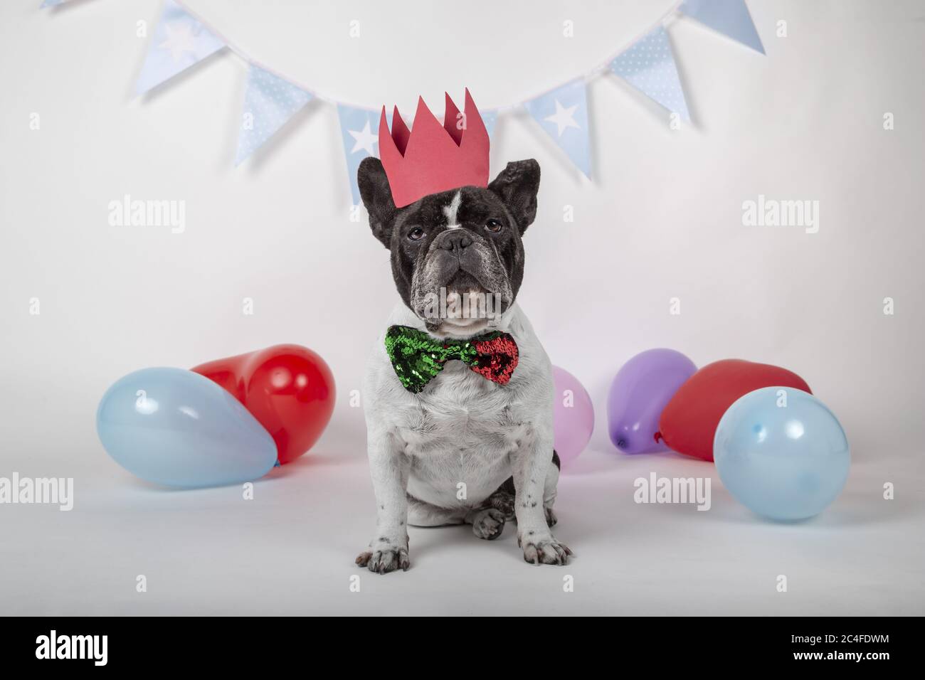 Französische Bulldogge mit einer Pailletten Fliege und einem rosa Krone Stockfoto