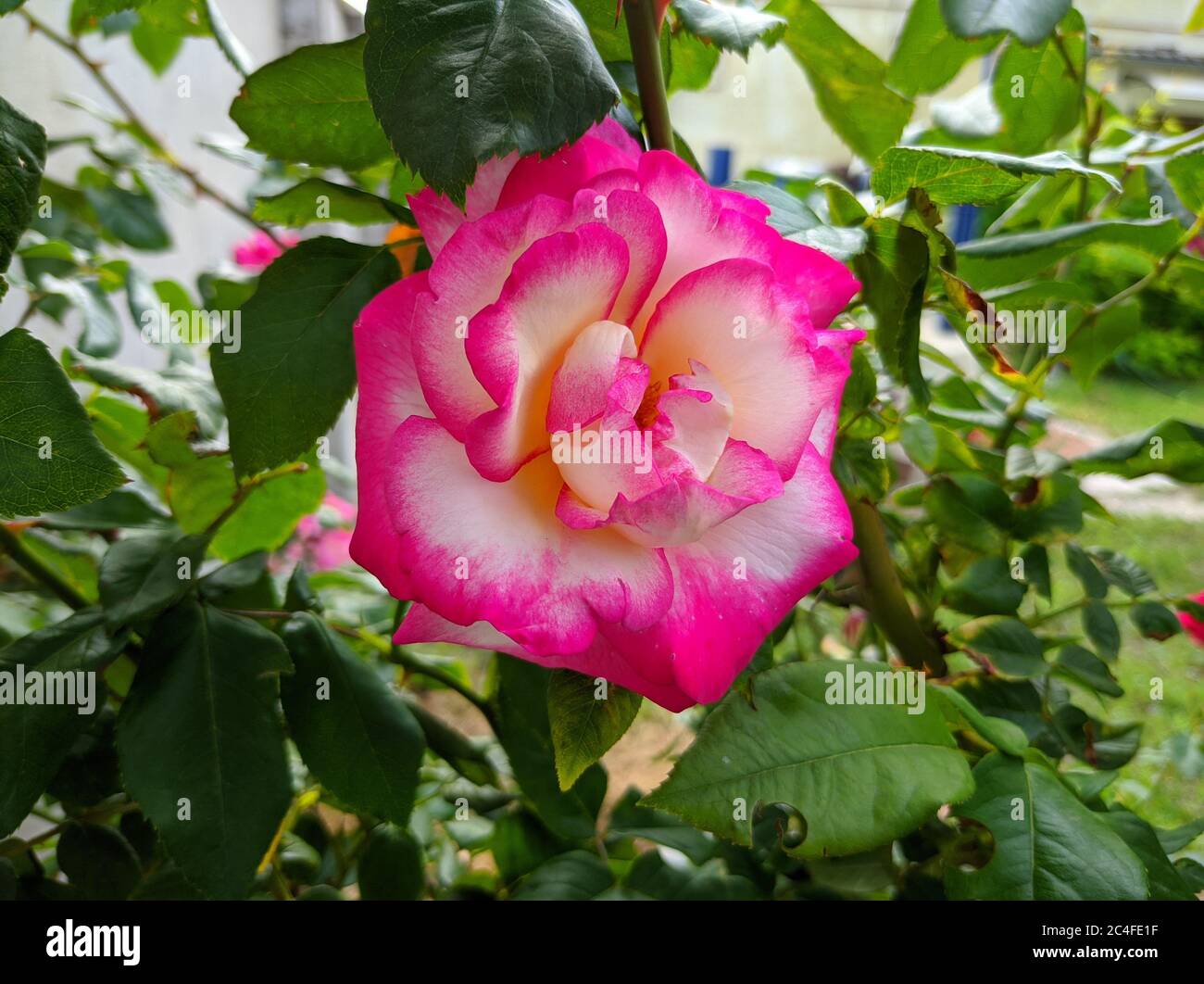 Zweifarbige Rose zarte Knospe mit leuchtend rosa Rand. Rose von Hendel Sorte Stockfoto