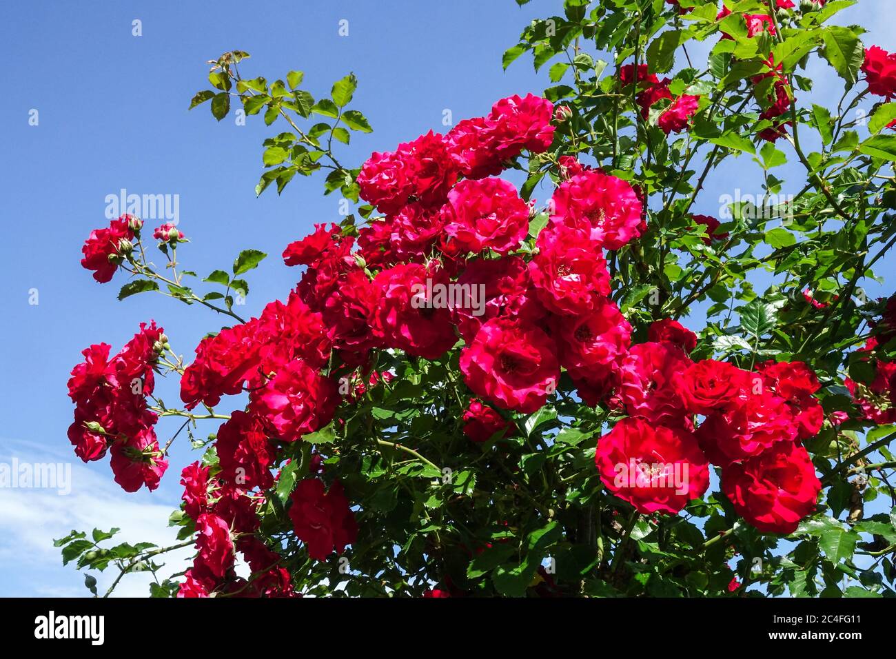 Schönheit rote Gartenrosen in voller Blüte, rote Rosen Garten Stockfoto