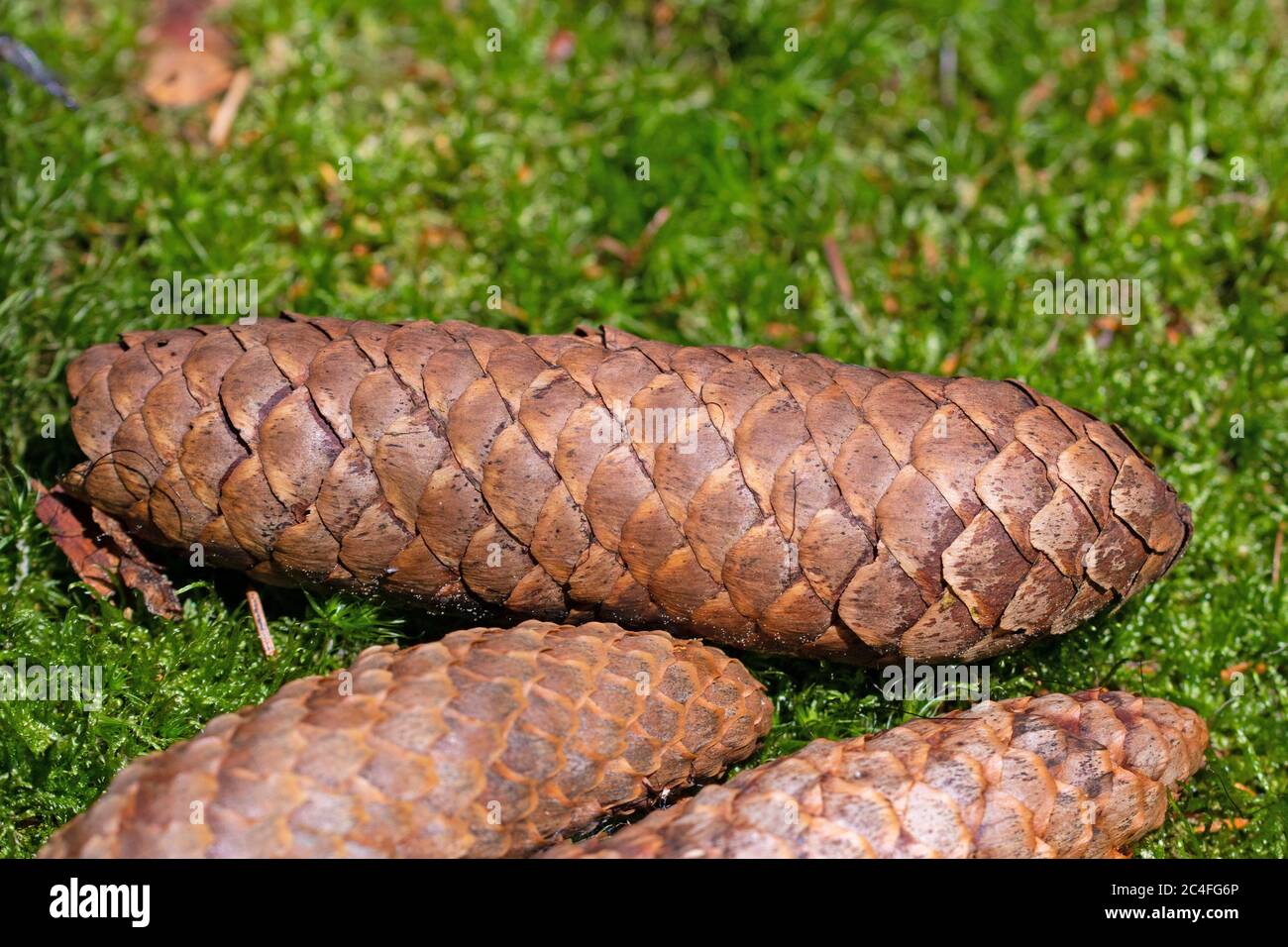Reife Fichtenzapfen auf moosigem Waldboden Stockfoto