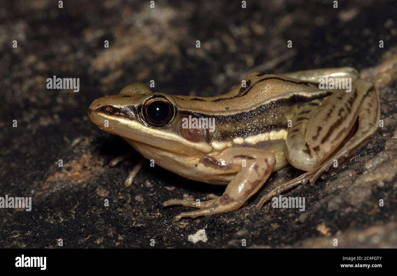 Frosch auf einem Felsen; Rana-Frosch auf einem Felsen; Sri Lanka-Holzfrosch Hydrophylax gracilis endemisch; gewöhnlicher Frosch Stockfoto
