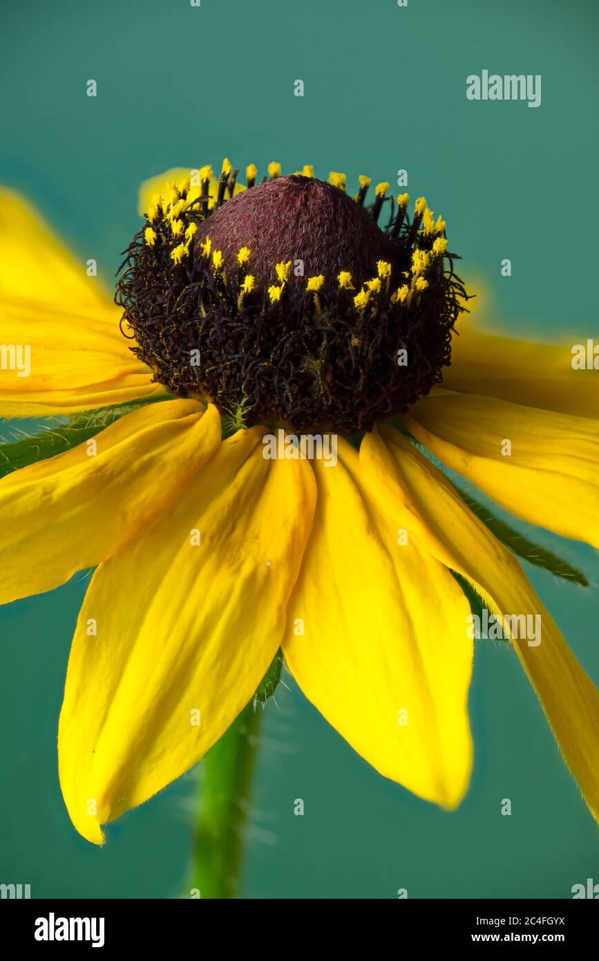 Nahaufnahme der Blume der schwarzäugigen susan Blume (Rudbeckia hirta), zeigt sowohl die männlichen Scheibenblüten als auch die weiblichen Strahlblüten. Stockfoto