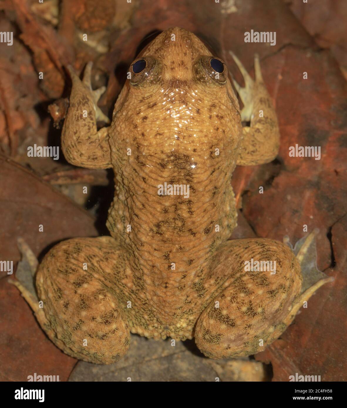 Frosch, der auf dem Wasser schwimmt; schwimmender Frosch