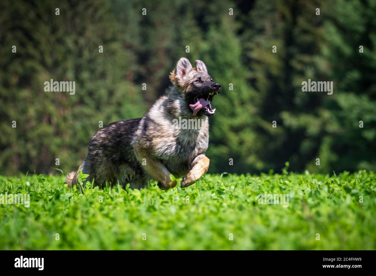 Athletischer Schäferhund (Elsässer) beim Laufen Stockfoto