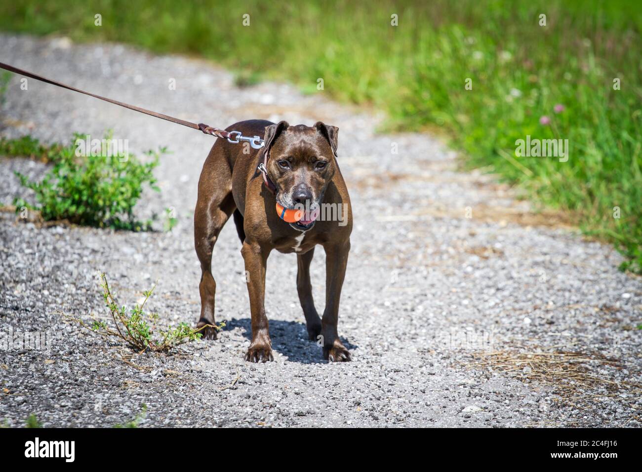 Pit Bull-Mix an einer Leine mit einem Ball Stockfoto