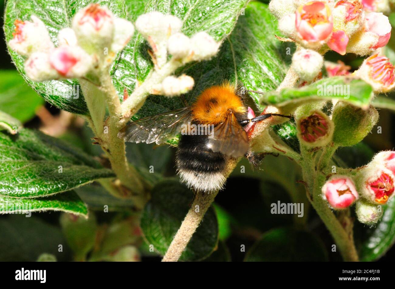 Baum Bumblebee, 'Bombus hypnorum', weit verbreitet nach der Ankunft in Großbritannien im Jahr 2001. Hier auf Cotoneaster Blumen. Ausgeprägte Vorliebe für Vororte und Wälder Stockfoto