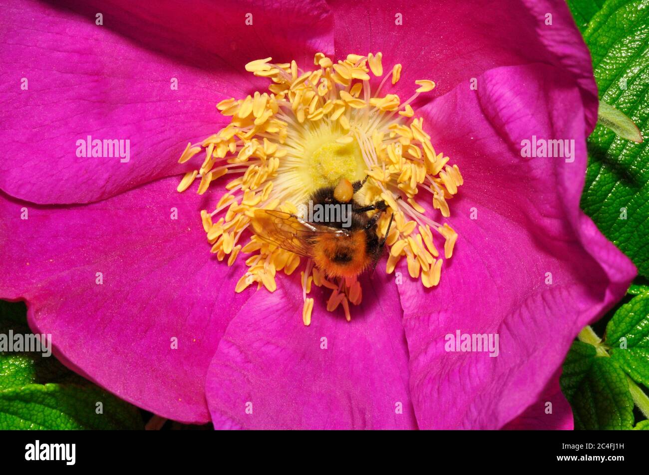 Baum Bumblebee, 'Bombus hypnorum', weit verbreitet nach der Ankunft in Großbritannien im Jahr 2001.Sammeln von Pollen aus einer Rosa rugosa Blume. Deutliche Präferenz für Vorort Stockfoto