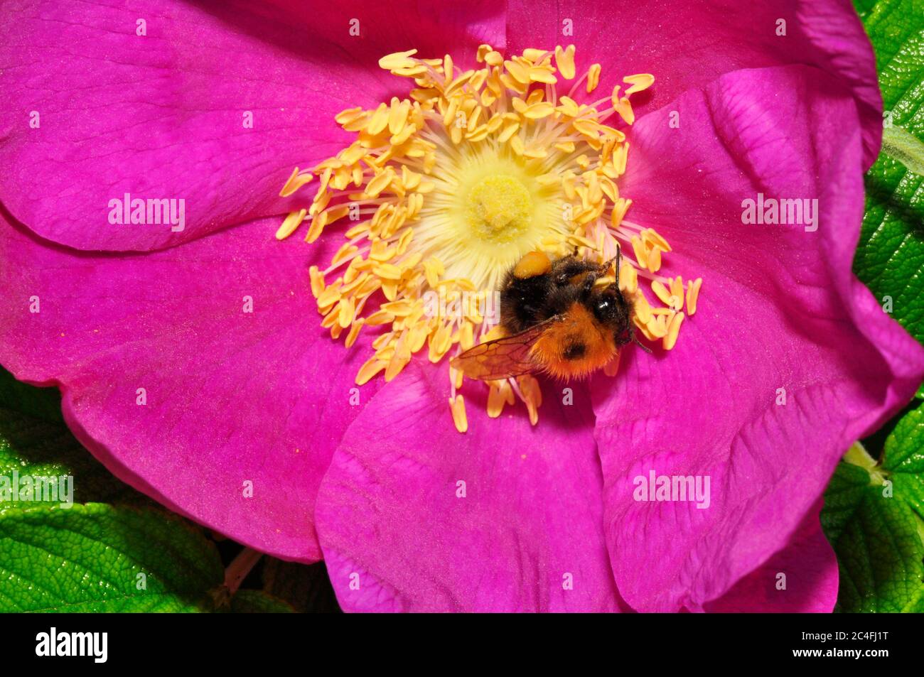 Baum Bumblebee, 'Bombus hypnorum', weit verbreitet nach der Ankunft in Großbritannien im Jahr 2001.Sammeln von Pollen aus einer Rosa rugosa Blume. Deutliche Präferenz für Vorort Stockfoto