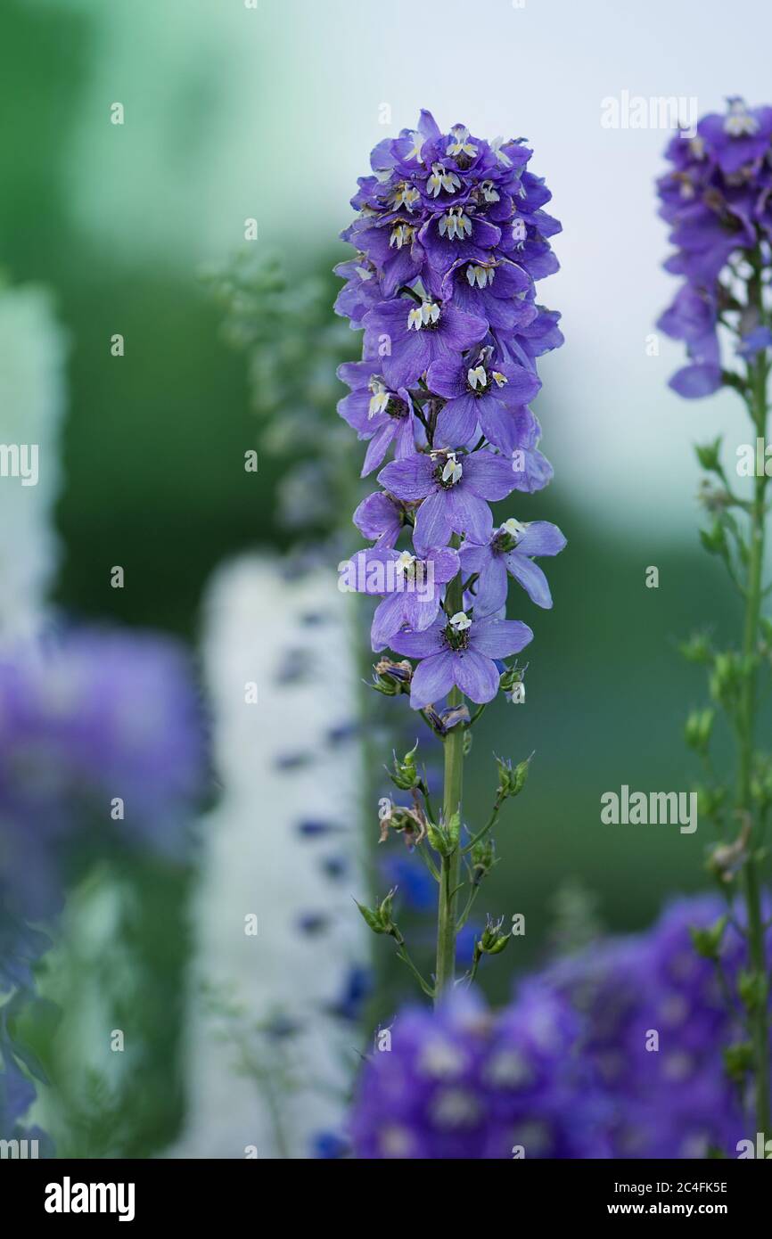 Delphinium Blume blüht. Schöne Larkspur blüht. Delphinium Pflanze mit Blumen auf verschwommenem Hintergrund Stockfoto