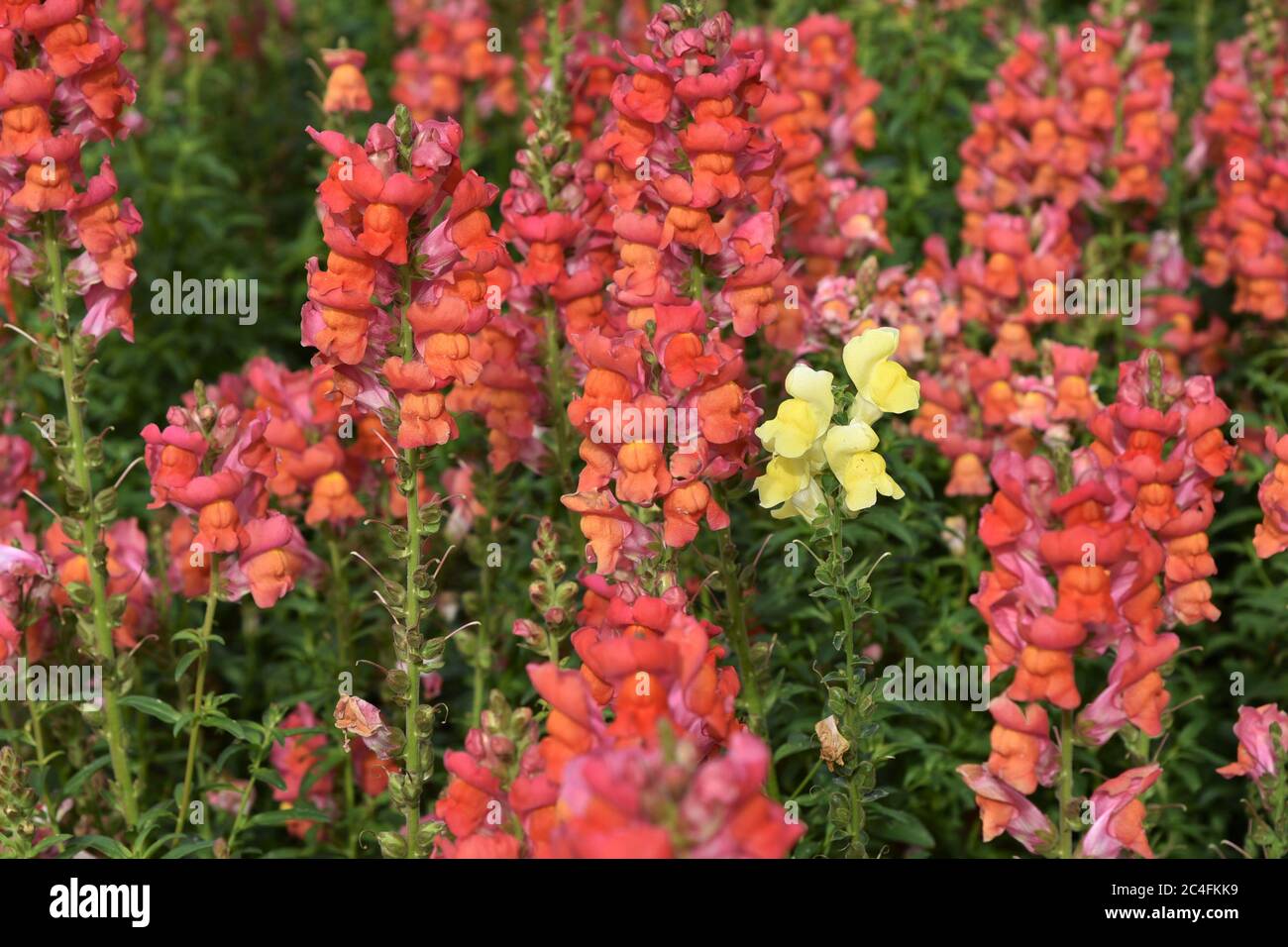 In einer Menge einen gelben snapdragon mit roten Blumen hervorstechen Stockfoto