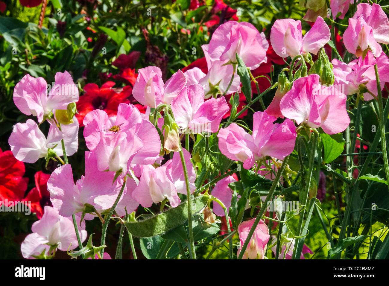 Rosa Lathyrus odoratus 'Gwendoline'-Erbsensüße Stockfoto