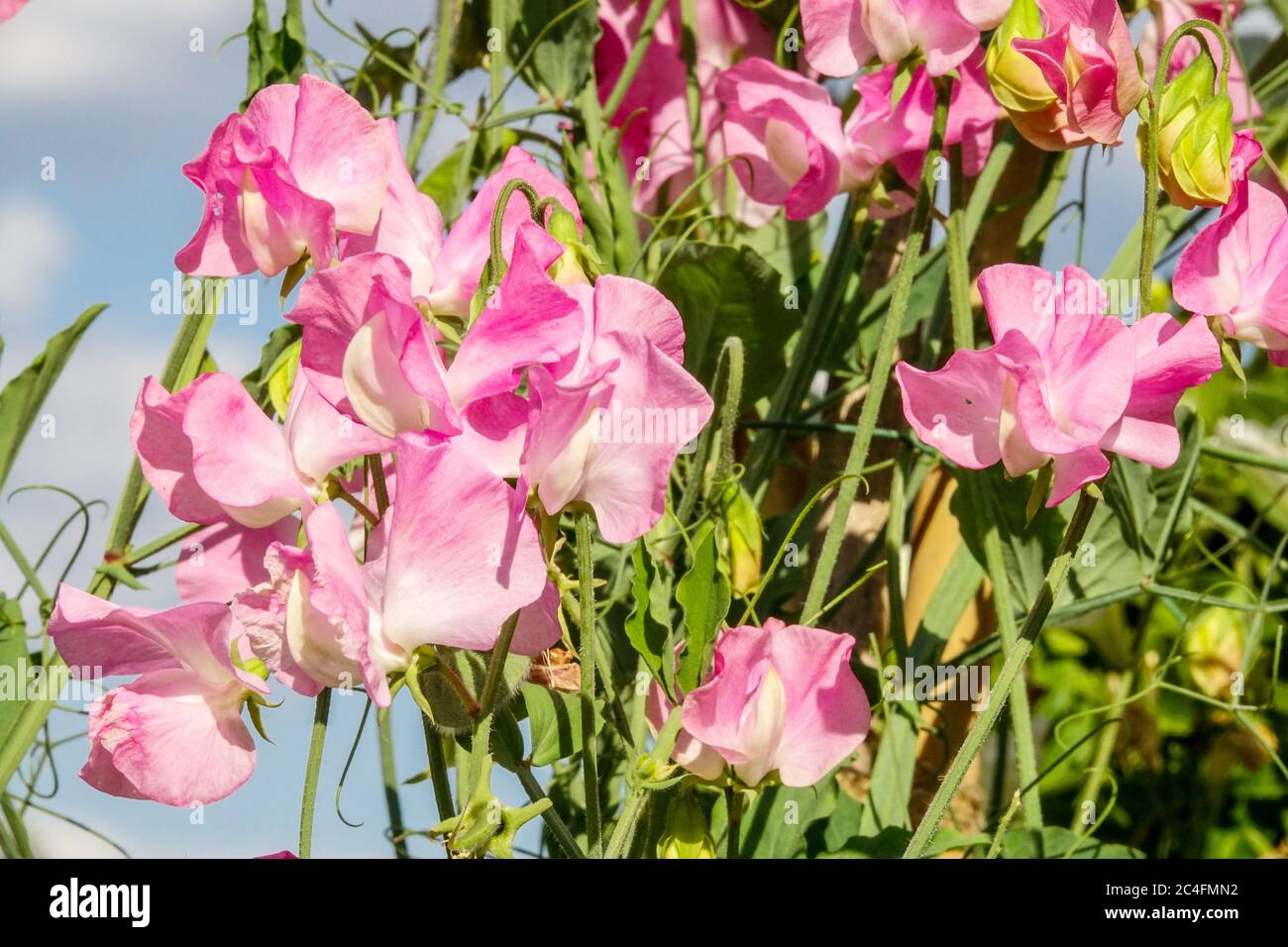 Lathyrus odoratus 'Gwendoline' Rosa süße Erbse Stockfoto