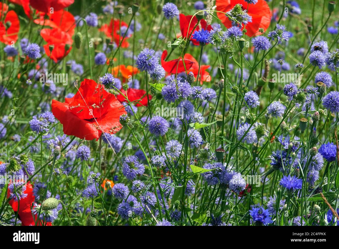 Wildblumengarten Rote blaue Wiese Blaue rote Mohnblumen Blume Blaue Globe Gilia Roter Mais Mohnblumen Mischpflanzen Feld Mohnblume Gilia Blüte Stockfoto