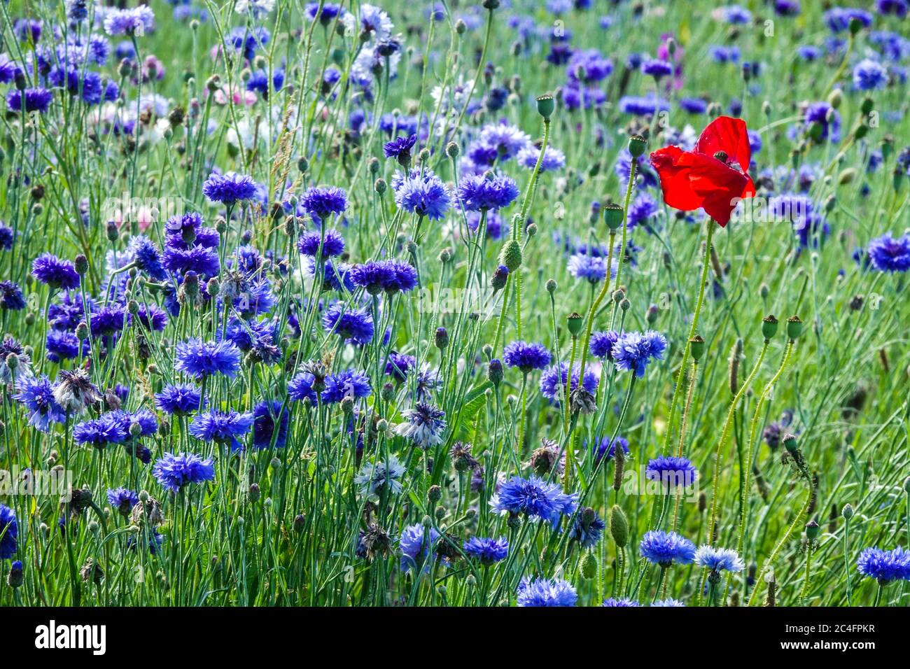 Red Blue Red Wildflower Wiesenblumen Centaurea Mohn Papaver Rhoeas Single in Blue Bachelors Buttons blüht Wildblumen Wiese Kornblumen Juni Stockfoto