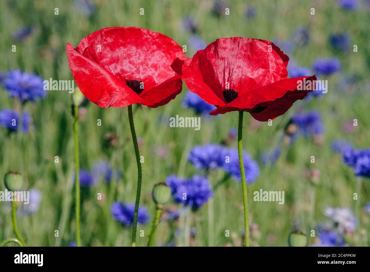 Papaver Rhoeas zwei rote Mohnblumen Wiese Zwillinge im Sommer blaue Kornblumen Centaurea cyanus Garten Kornblumen Roter Mohn Stockfoto