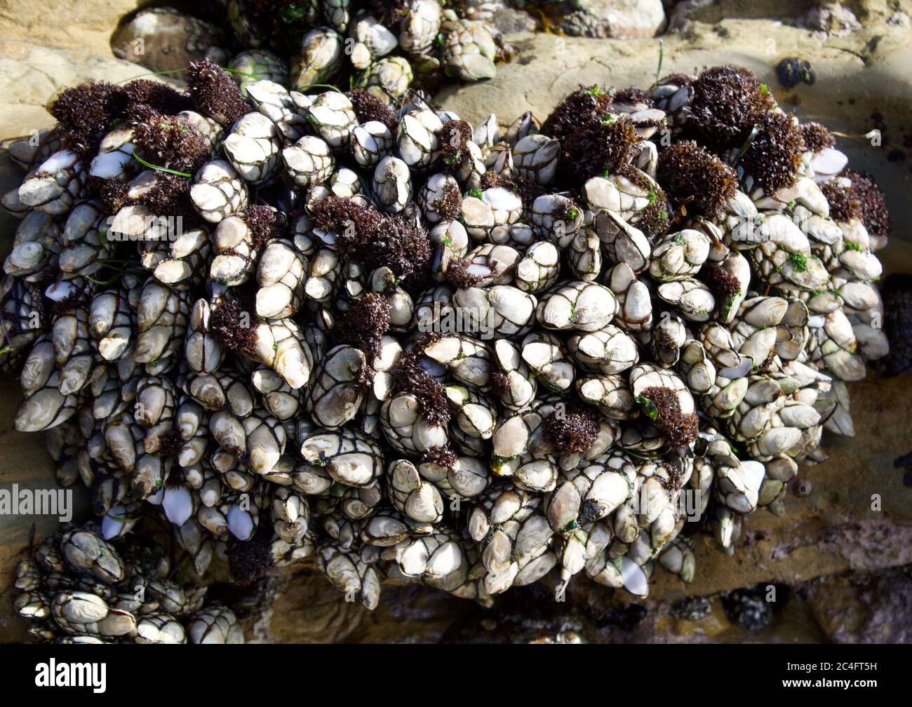Schalen in einem Netz Stockfoto