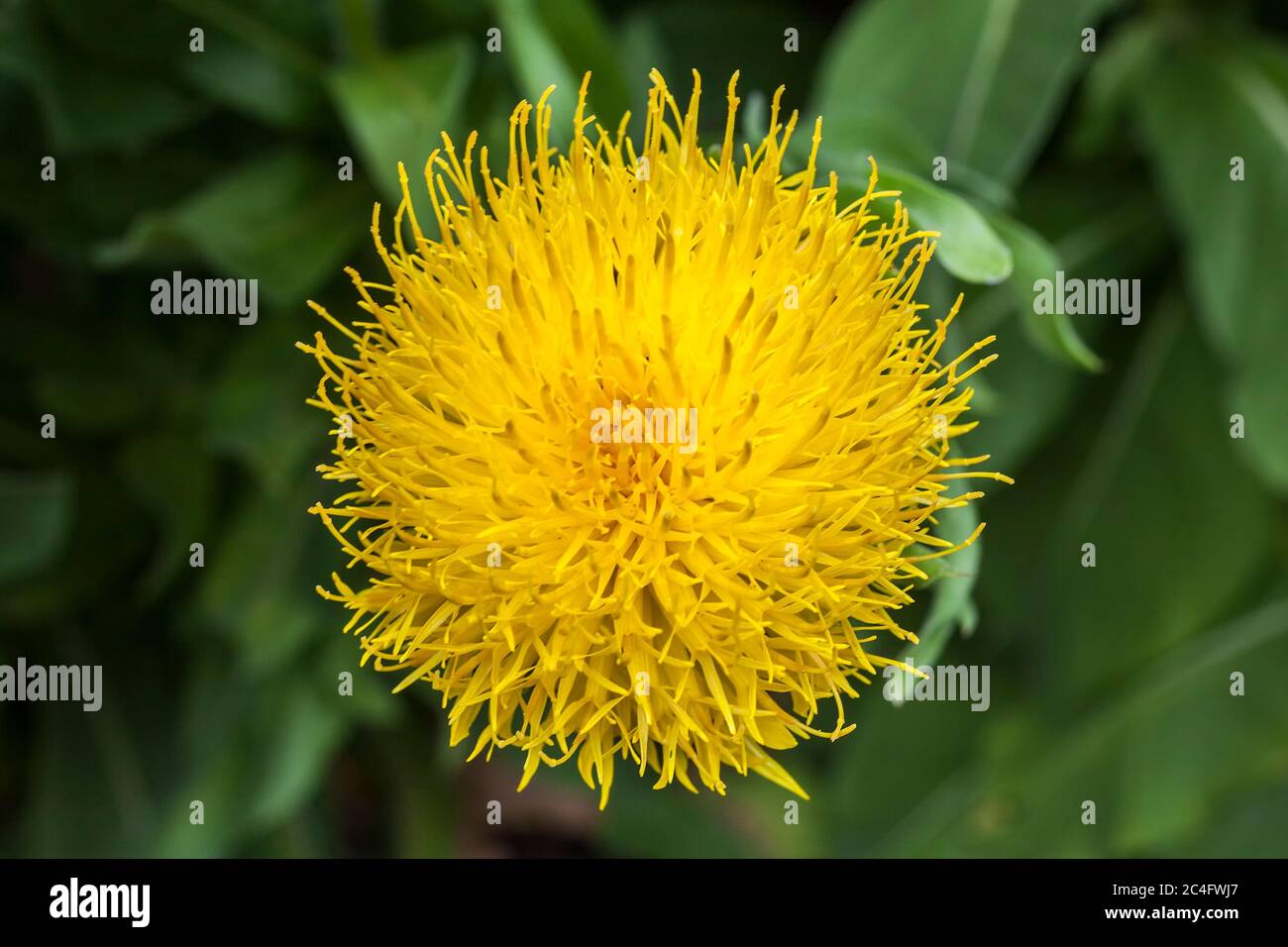 Centaurea macrocephala eine gelbe Distel wie Blume Pflanze allgemein bekannt als Großkopf, Knapweed, Armenian Basket Flower und Globe Centaurea, Stockfoto