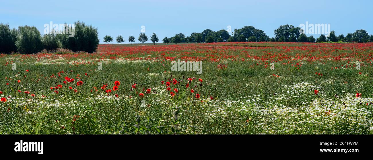 Feld mit Mohnblumen und Kamille in einer weiten Landschaft, Bäume und Sträucher am Horizont gegen den blauen Himmel, Panorama-Format, kopieren Raum, wählen Stockfoto