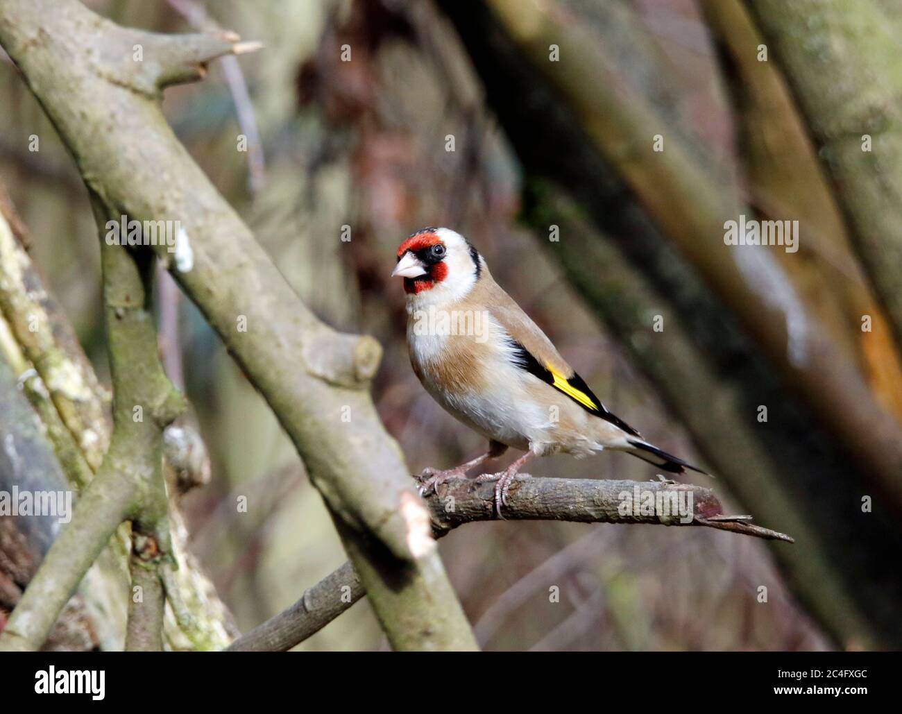 Goldfinch thront im Wald Stockfoto