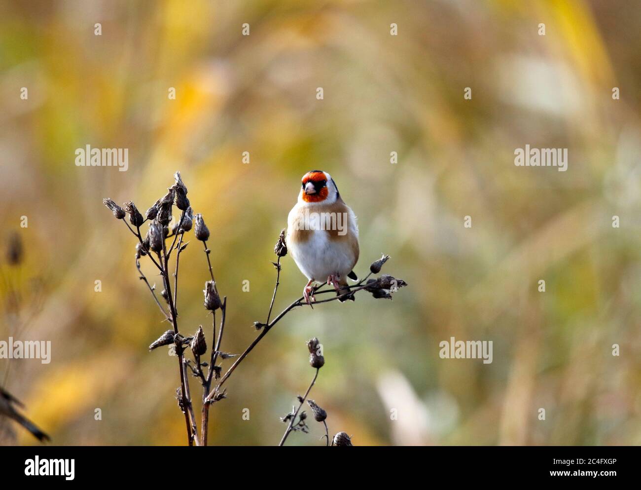 Goldfinch thront im Wald Stockfoto