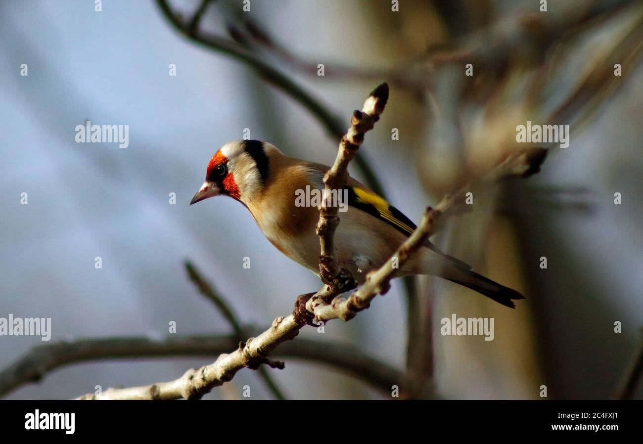 Goldfinch thront im Wald Stockfoto
