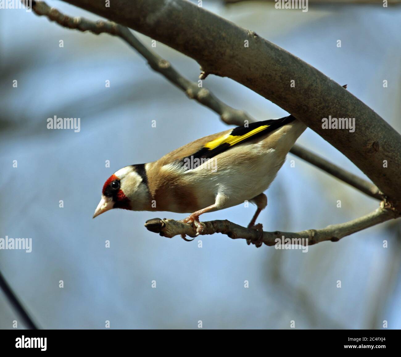 Goldfinch thront im Wald Stockfoto