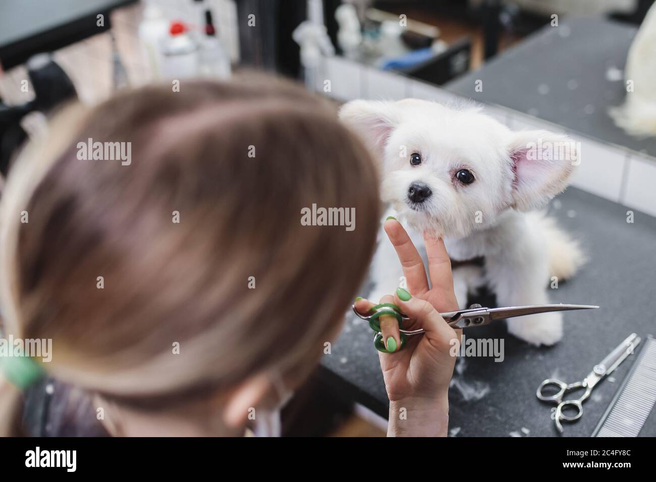 Haarschnitt eines weißen kleinen Hundes. Schöner und lustiger Hund. Malteser  Hund Stockfotografie - Alamy