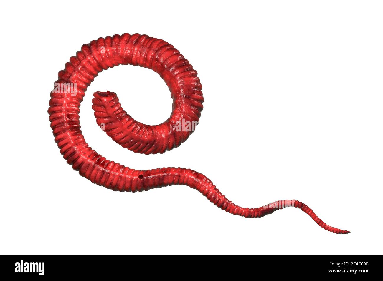 Guineawurm (Dracunculus medinensis) erste-Stadium Larve, Computer-Illustration. Larven werden von weiblichen Wurm ausgeschieden, die unter der Haut menschlicher Extremitäten bei Patienten mit Dracunculiasis parasitieren. Stockfoto
