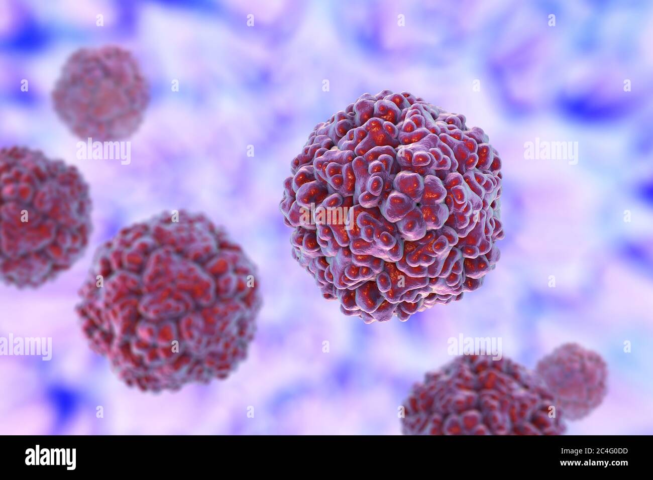 Enteroviren, Computerdarstellung. Enterovirus ist eine Gattung von positiv-sense RNA-Viren der Familie Picornaviridae. Sie waren ursprünglich classifi Stockfoto
