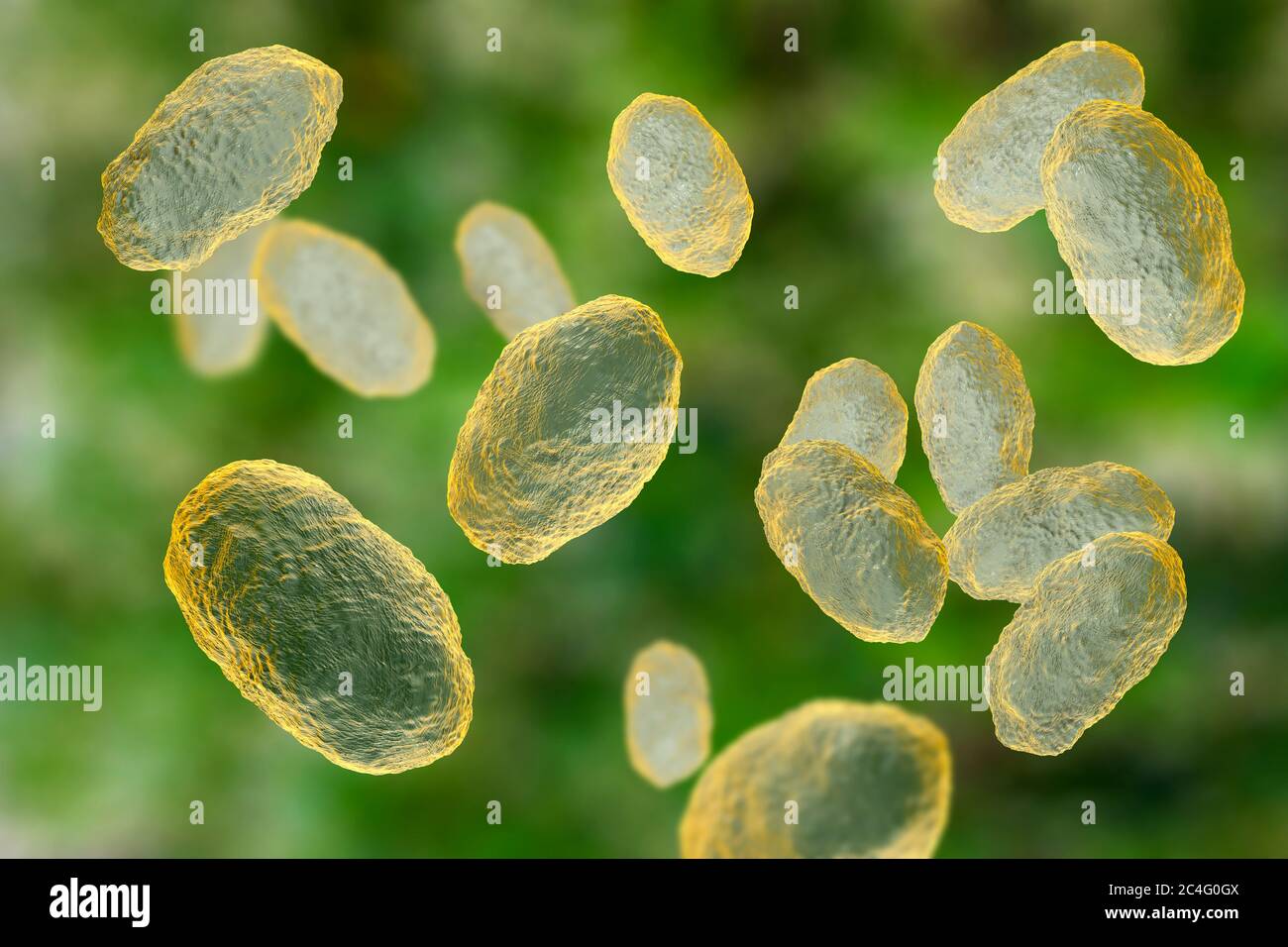 Computerdarstellung von Haemophilus influenzae, Coccobacillus Bakterien. Diese Bakterien verursachen eine Reihe von Krankheiten, einschließlich Meningitis bei Kindern, Lungenentzündung, Epiglottitis, Kehlkopfentzündung, Konjunktivitis, neonatale Infektion, Otitis media (Mittelohrentzündung) und Sinusitis bei Erwachsenen. H. influenzae besiedeln die oberen Atemwege bei den meisten Menschen innerhalb der ersten Lebensmonate harmlos. Verkapselte Stämme verbreiten sich zu Krankheiten wie Bronchitis und Lungenentzündung. Stockfoto