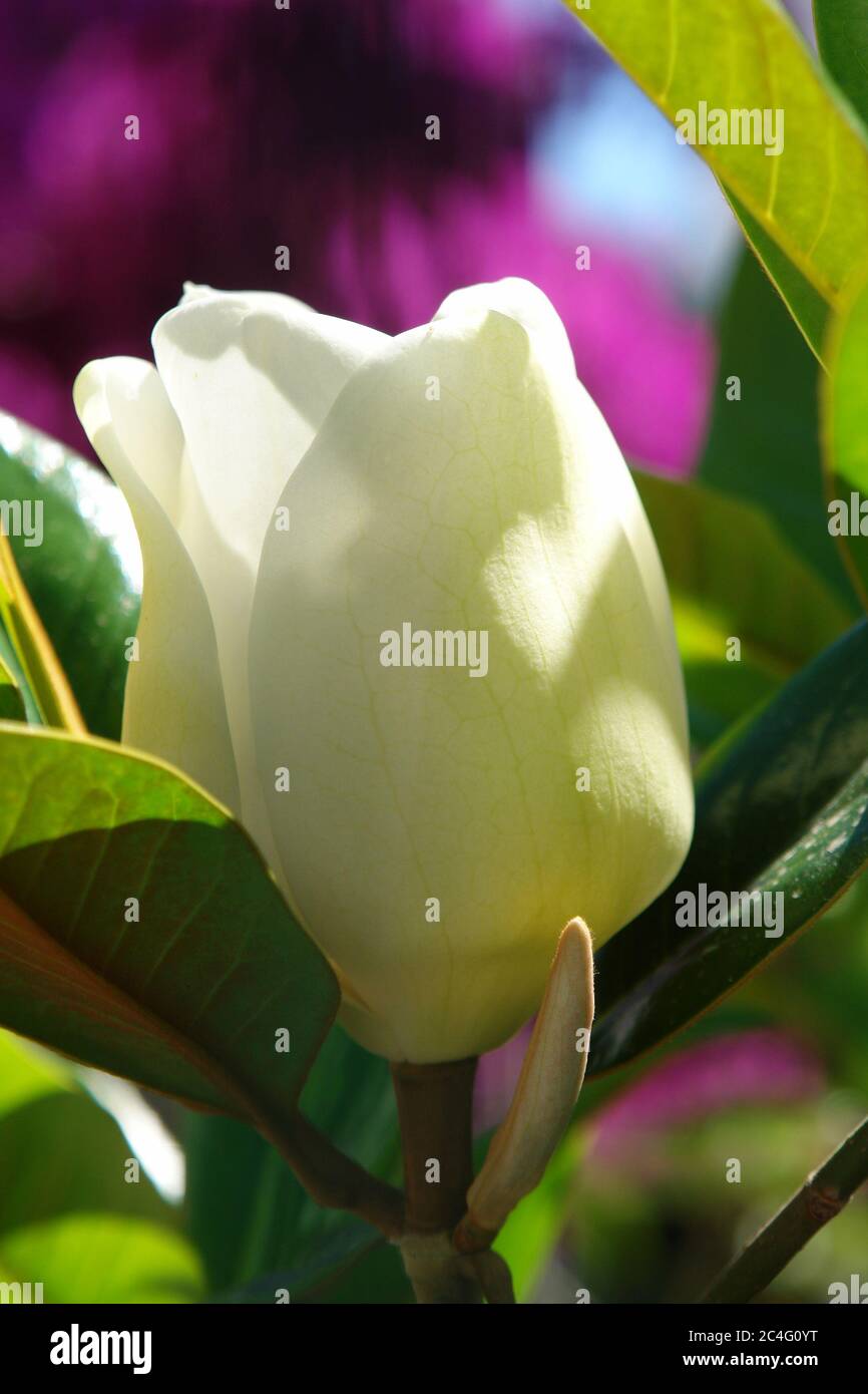 Weiße Magnolienblüte Nahaufnahme Frühling Stockfoto