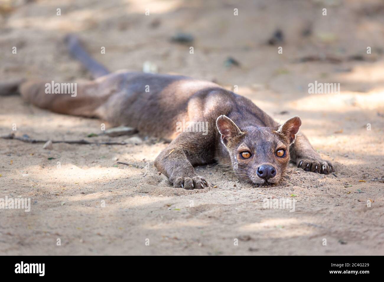Endemische Madagaskar Fossa auf dem Boden Stockfoto