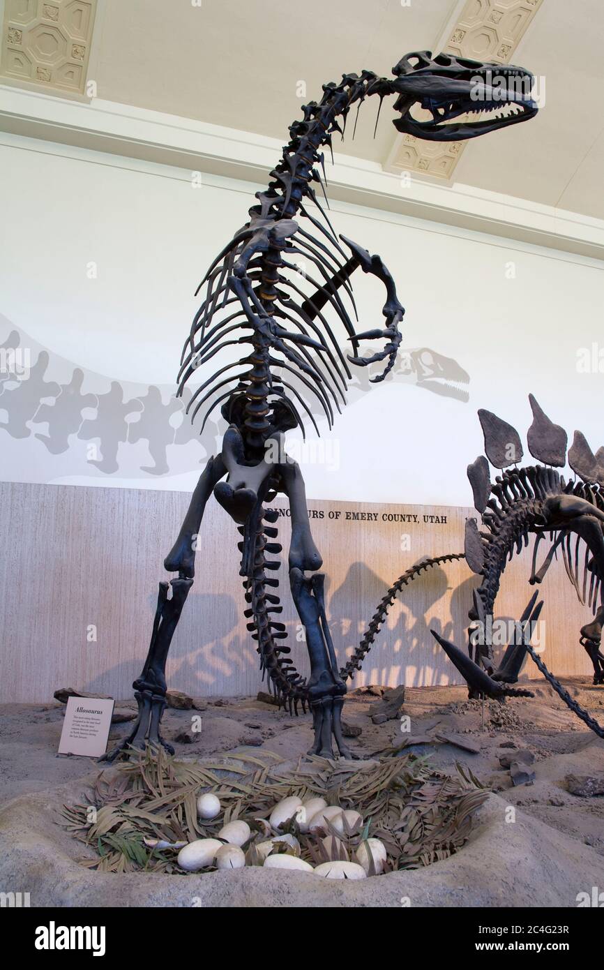 Allosaurus Skelett im Utah Natural History Museum, University of Utah, Salt Lake City, Utah, USA, Nordamerika Stockfoto