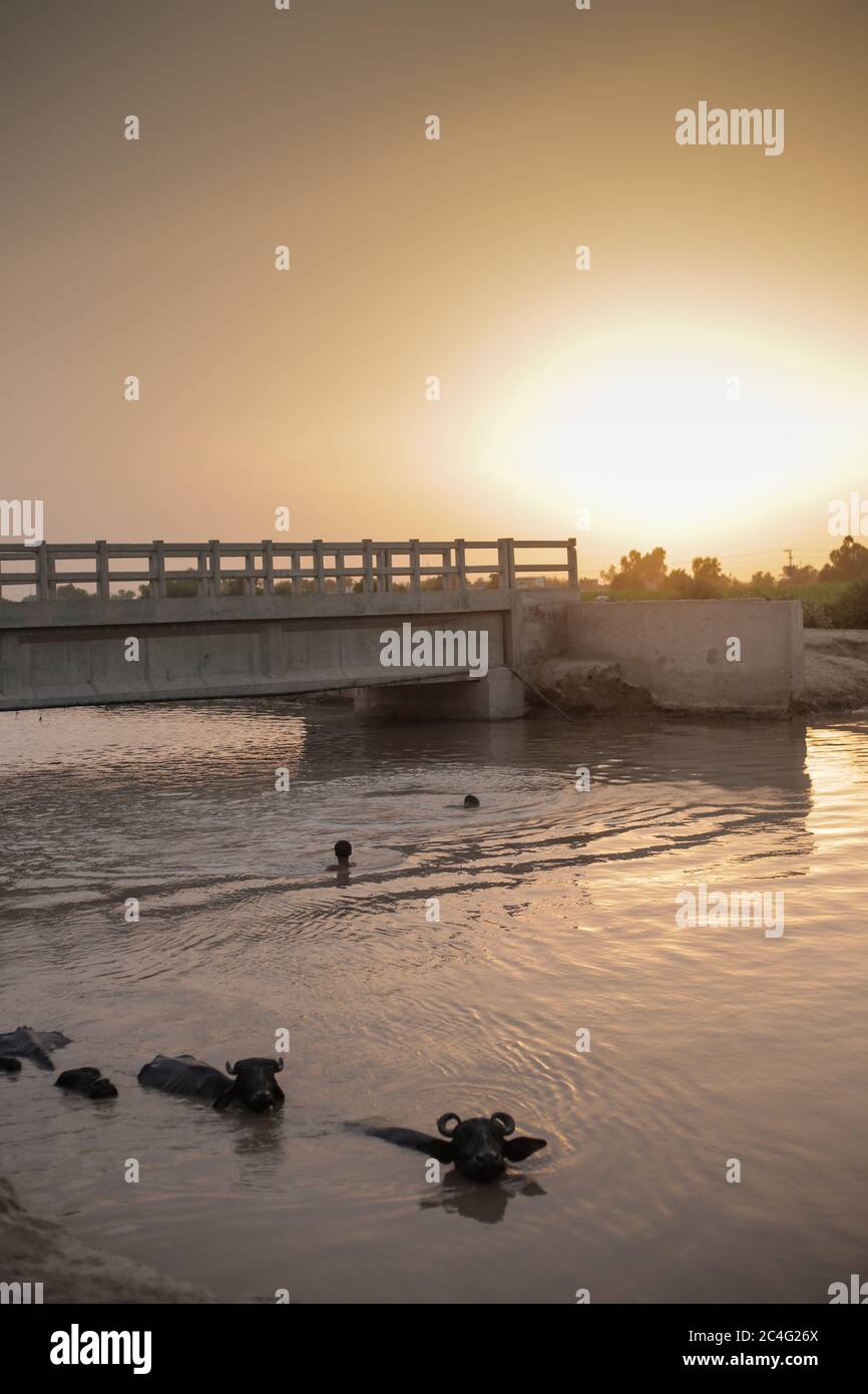 Büffel Und Dorfbewohner Nehmen Bad Im Wasser In Sindh, Pakistan Stockfoto