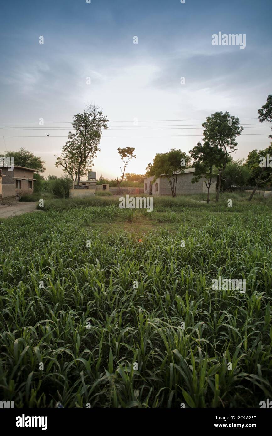 Wunderschöne Sonnenuntergangsansicht von EINEM inneren Sindh Dorf und Sugarcane Feilds, in Sindh, Pakistan 28/08/2017 Stockfoto