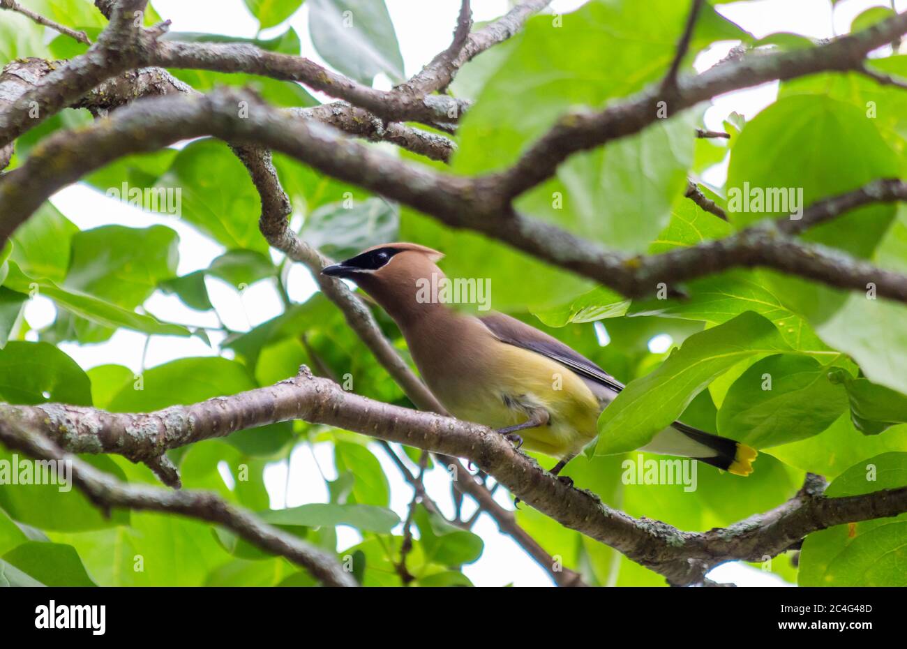 Zedernholz-Wachsflügelvogel Stockfoto